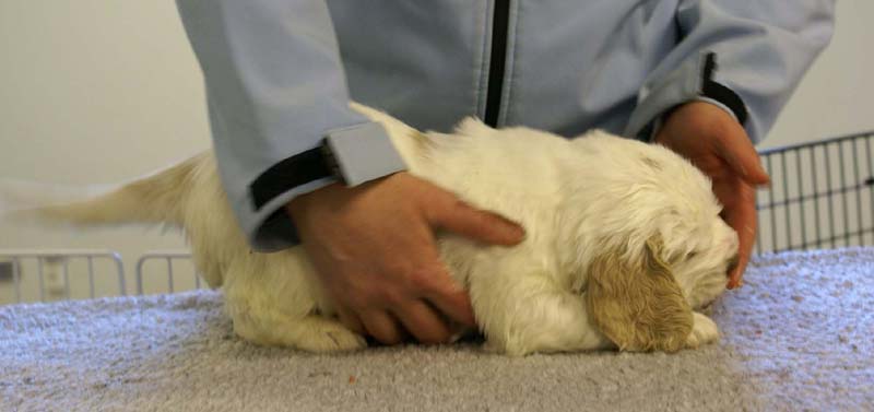 Spice_Twice_Sir_Galahad_5weeks_d