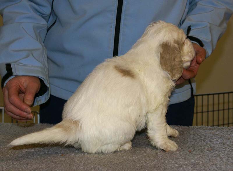 Spice_Twice_Sir_Galahad_5weeks_e