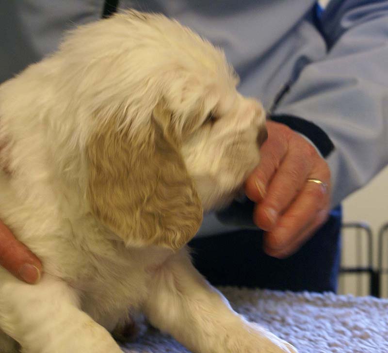 Spice_Twice_Sir_Galahad_5weeks_g