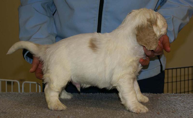 Spice_Twice_Sir_Galahad_5weeks_h