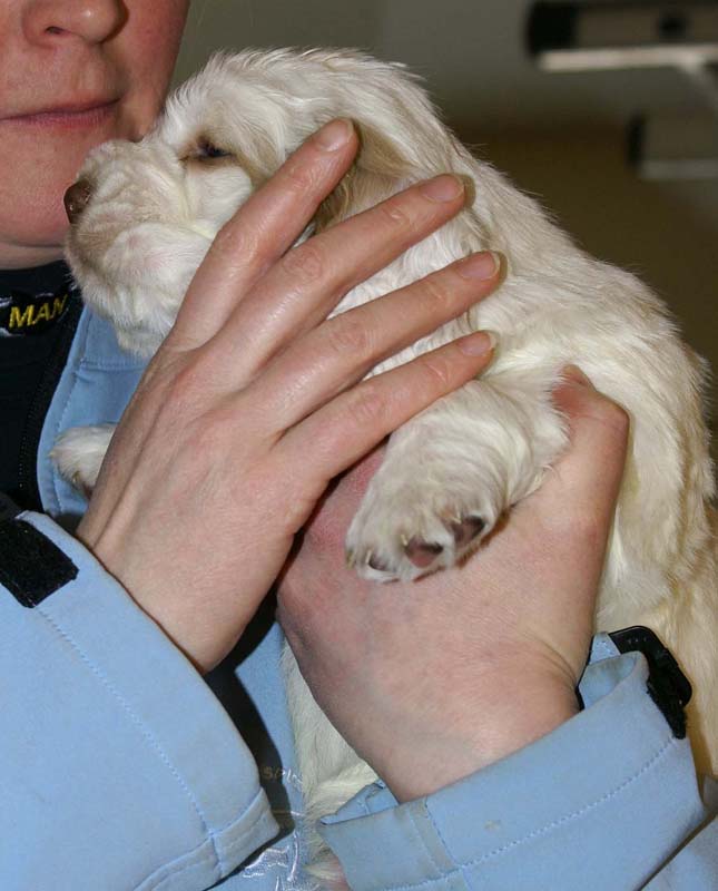 Spice_Twice_Sir_Galahad_5weeks_i