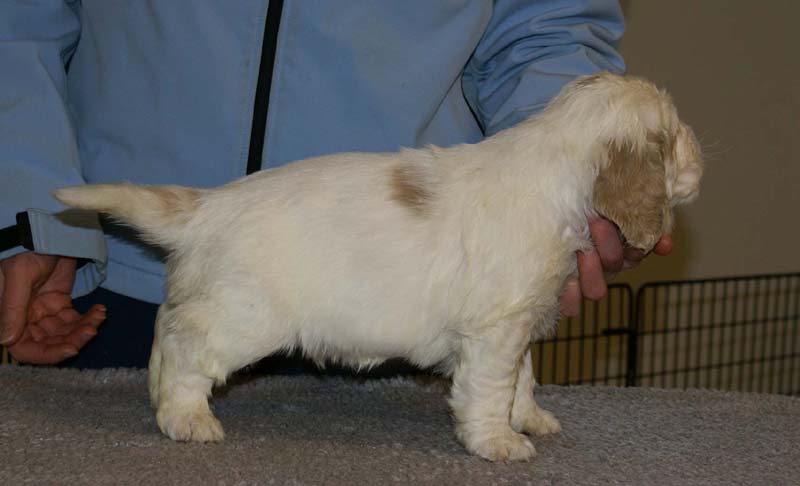 Spice_Twice_Sir_Galahad_5weeks_j