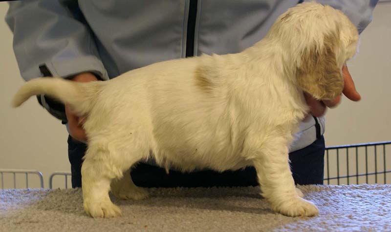 Spice_Twice_Sir_Galahad_5weeks_l