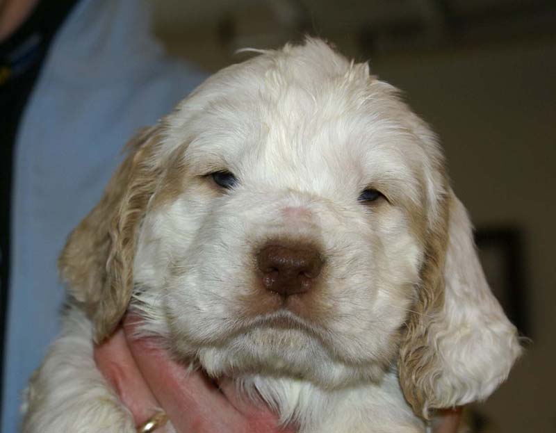 Spice_Twice_Sir_Galahad_5weeks_m