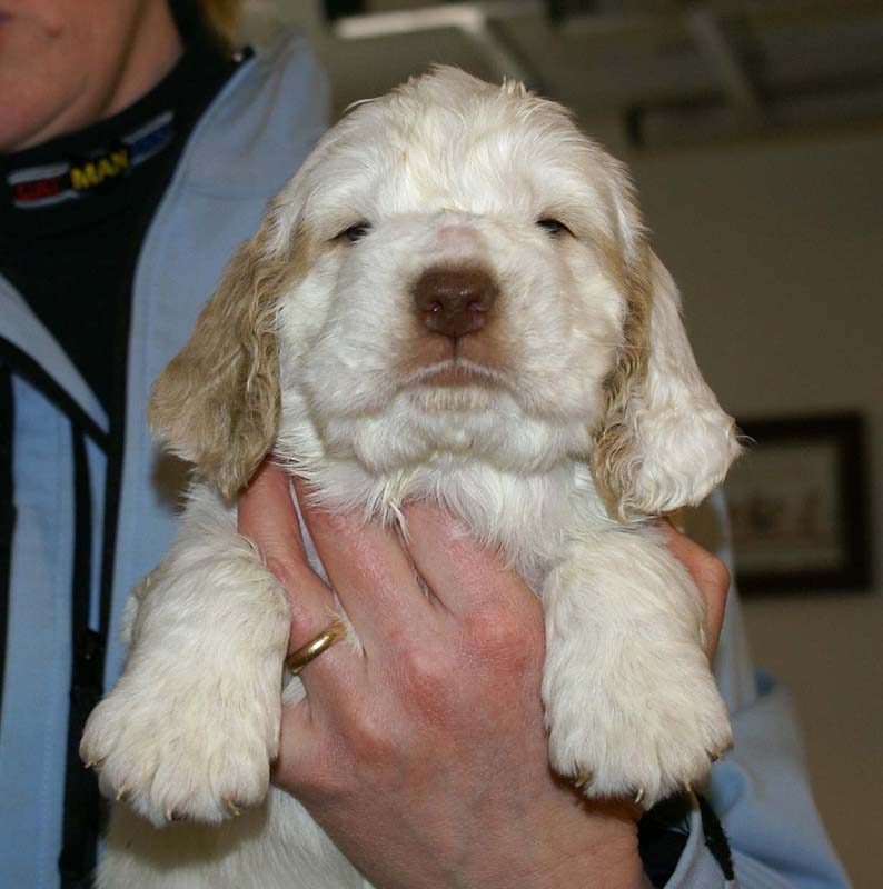 Spice_Twice_Sir_Galahad_5weeks_o