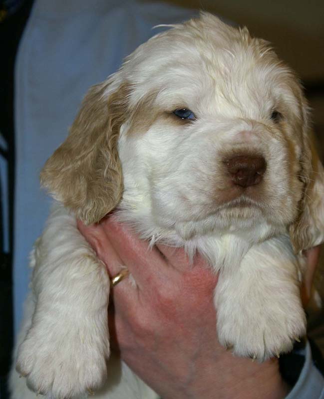 Spice_Twice_Sir_Galahad_5weeks_p