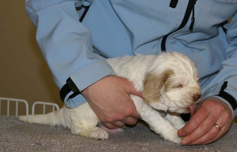 Spice_Twice_Sir_Lancelot_5weeks_a