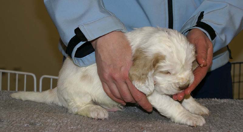 Spice_Twice_Sir_Lancelot_5weeks_b