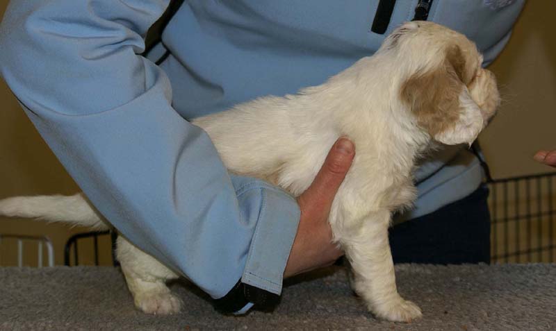 Spice_Twice_Sir_Lancelot_5weeks_c