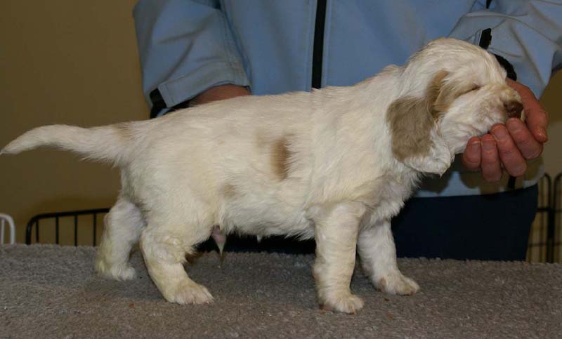 Spice_Twice_Sir_Lancelot_5weeks_e