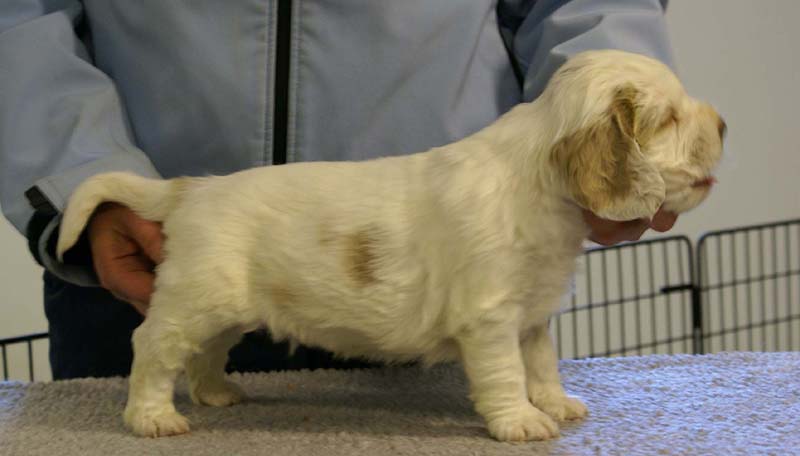 Spice_Twice_Sir_Lancelot_5weeks_f