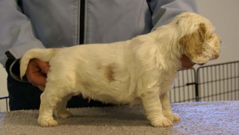 Spice_Twice_Sir_Lancelot_5weeks_g