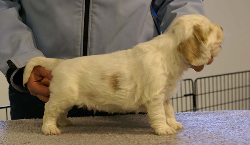 Spice_Twice_Sir_Lancelot_5weeks_h