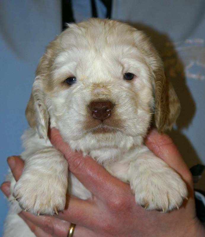 Spice_Twice_Sir_Lancelot_5weeks_i