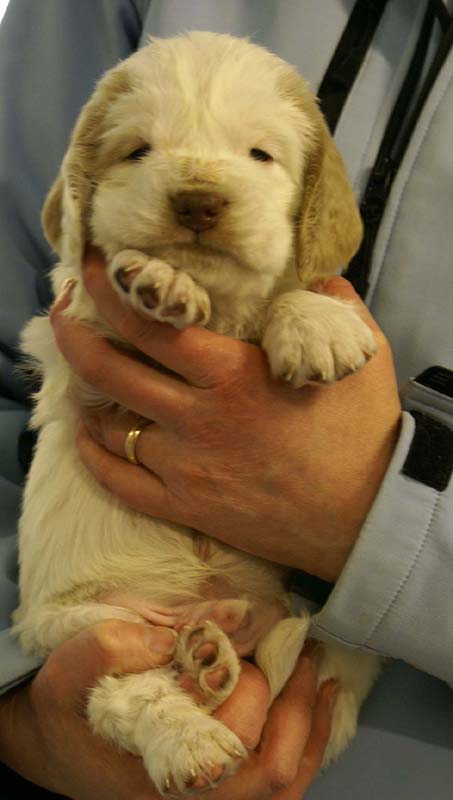 Spice_Twice_Sir_Lancelot_5weeks_k