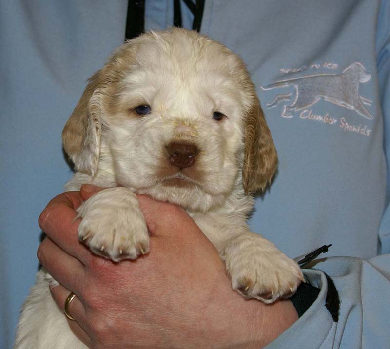 Spice_Twice_Sir_Lancelot_5weeks_l