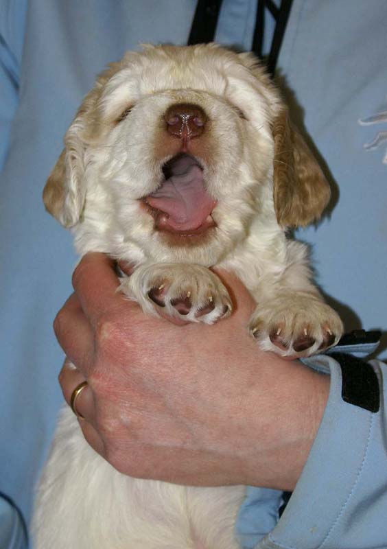 Spice_Twice_Sir_Lancelot_5weeks_m