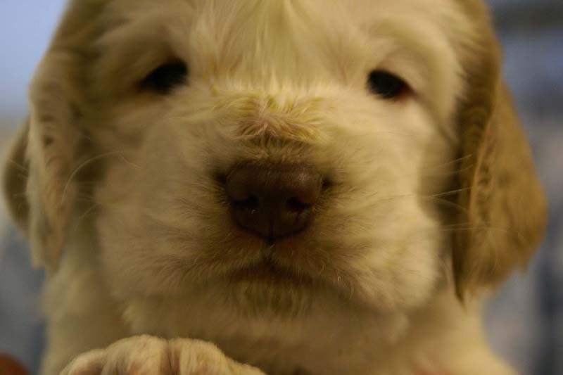 Spice_Twice_Sir_Lancelot_5weeks_n