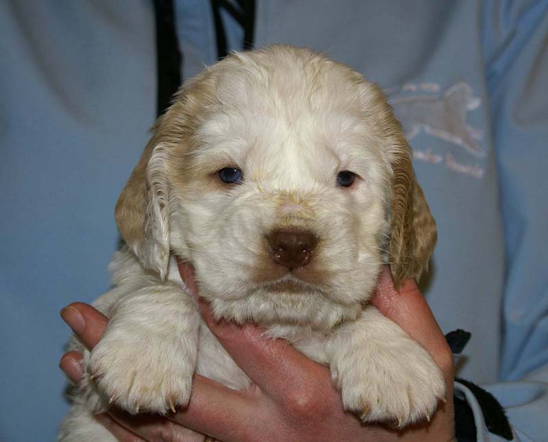 Spice_Twice_Sir_Lancelot_5weeks_o