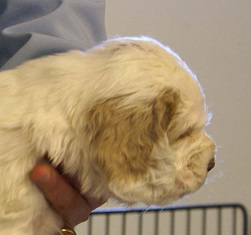 Spice_Twice_Sir_Lancelot_5weeks_p