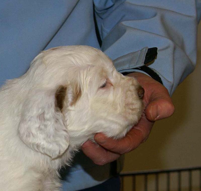 Spice_Twice_Sir_Percivale_5weeks_b