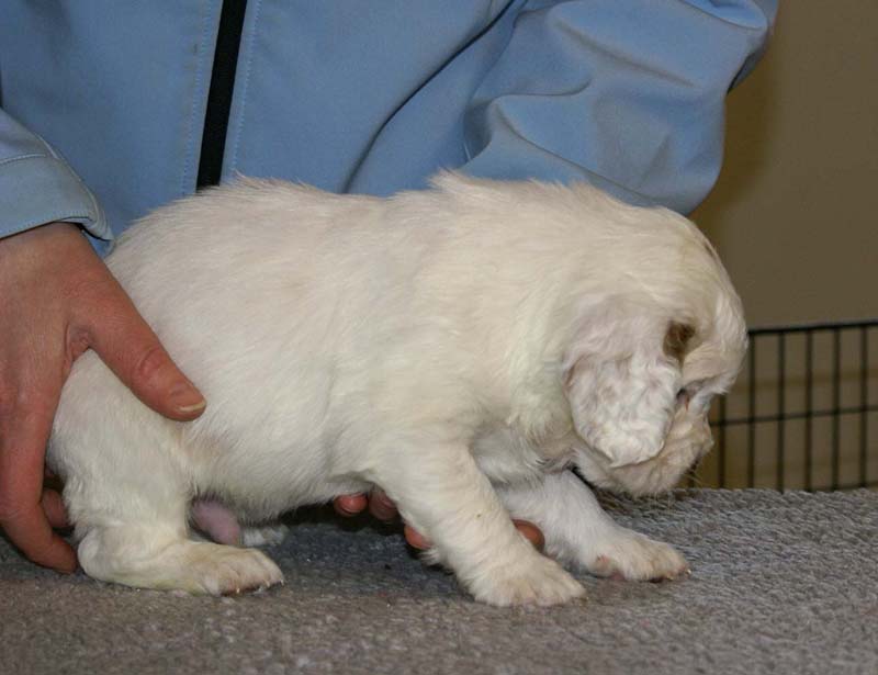 Spice_Twice_Sir_Percivale_5weeks_c