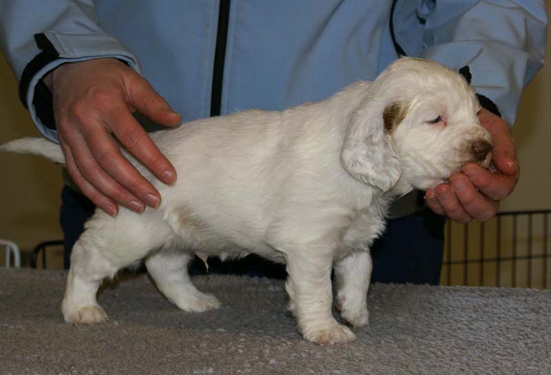 Spice_Twice_Sir_Percivale_5weeks_d