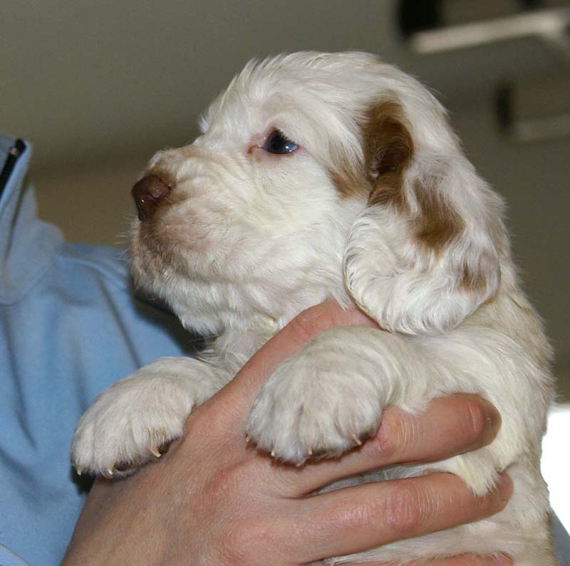 Spice_Twice_Sir_Percivale_5weeks_h