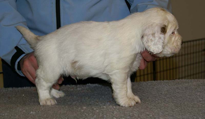 Spice_Twice_Sir_Percivale_5weeks_j