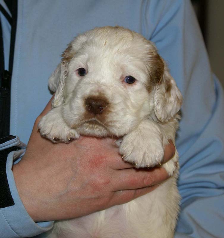 Spice_Twice_Sir_Percivale_5weeks_k