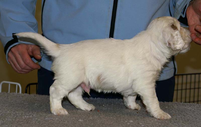 Spice_Twice_Sir_Percivale_5weeks_l