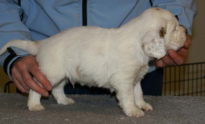 Spice_Twice_Sir_Percivale_5weeks_m