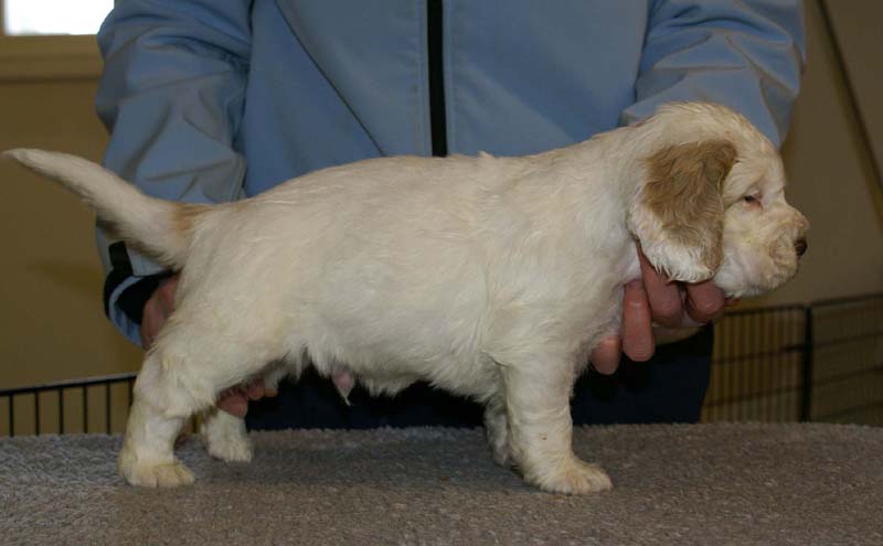 Spice_Twice_Sir_Tristan_5weeks_d