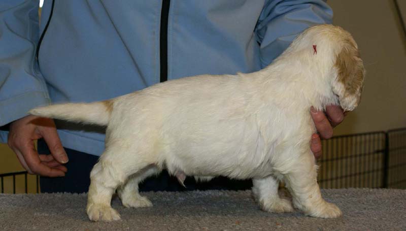 Spice_Twice_Sir_Tristan_5weeks_g