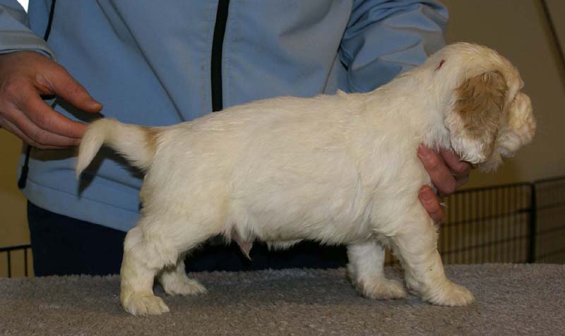 Spice_Twice_Sir_Tristan_5weeks_h