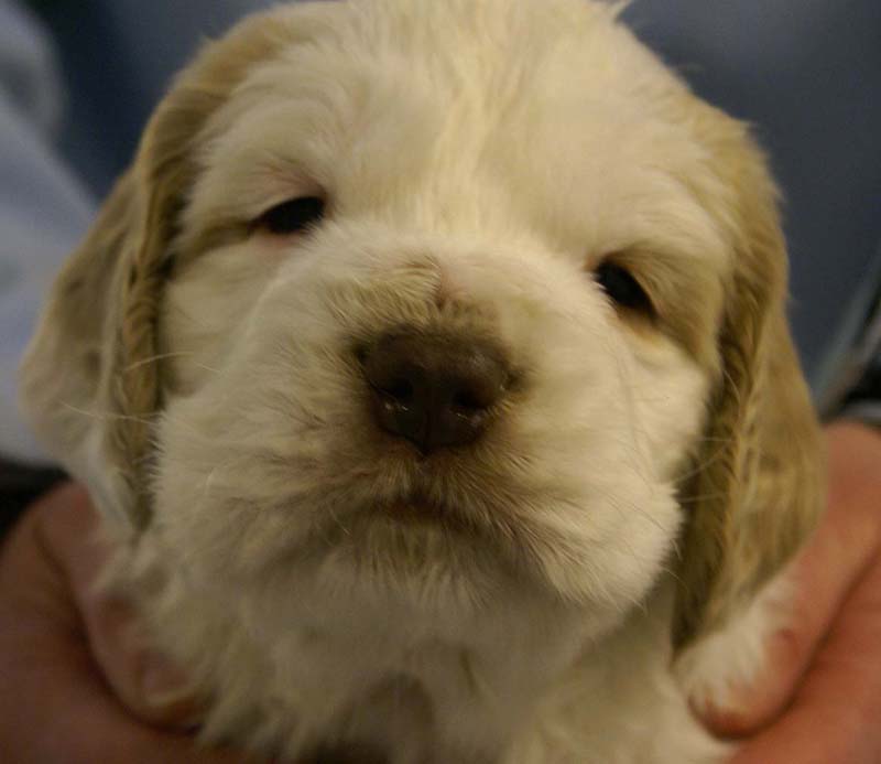 Spice_Twice_Sir_Tristan_5weeks_l