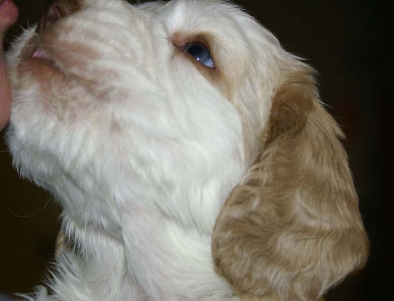 Spice_Twice_Sir_Tristan_5weeks_m