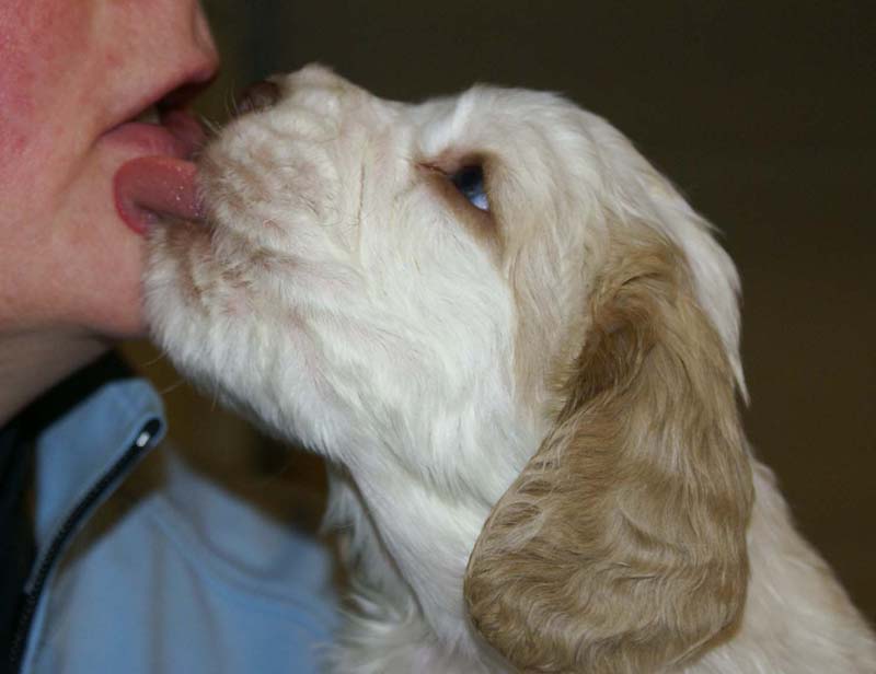 Spice_Twice_Sir_Tristan_5weeks_n