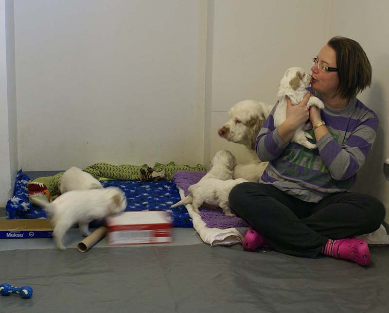 a_Windy_Fraser_puppies_5weeks_a