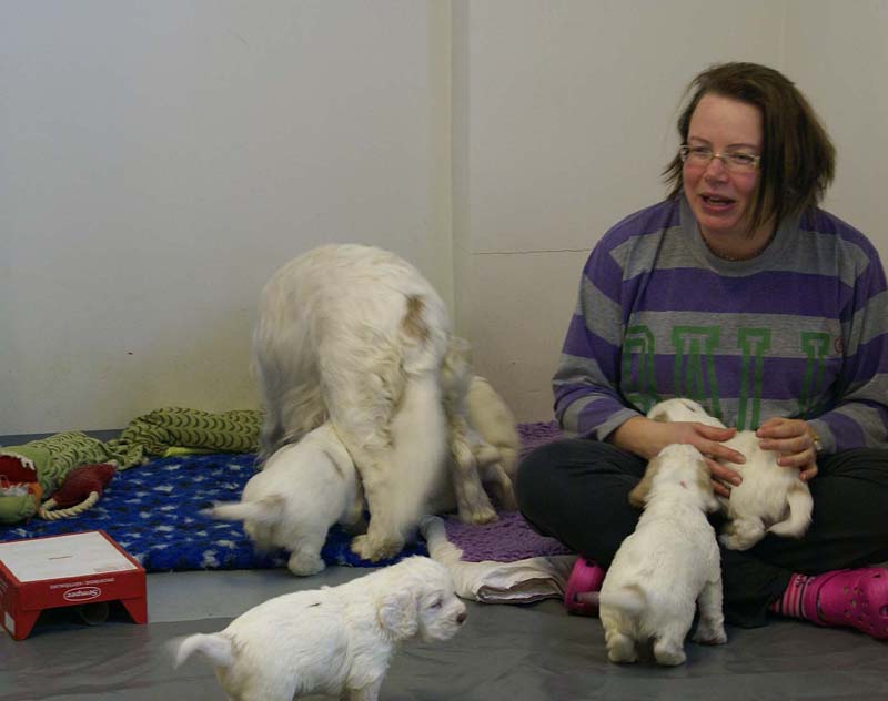 a_Windy_Fraser_puppies_5weeks_c
