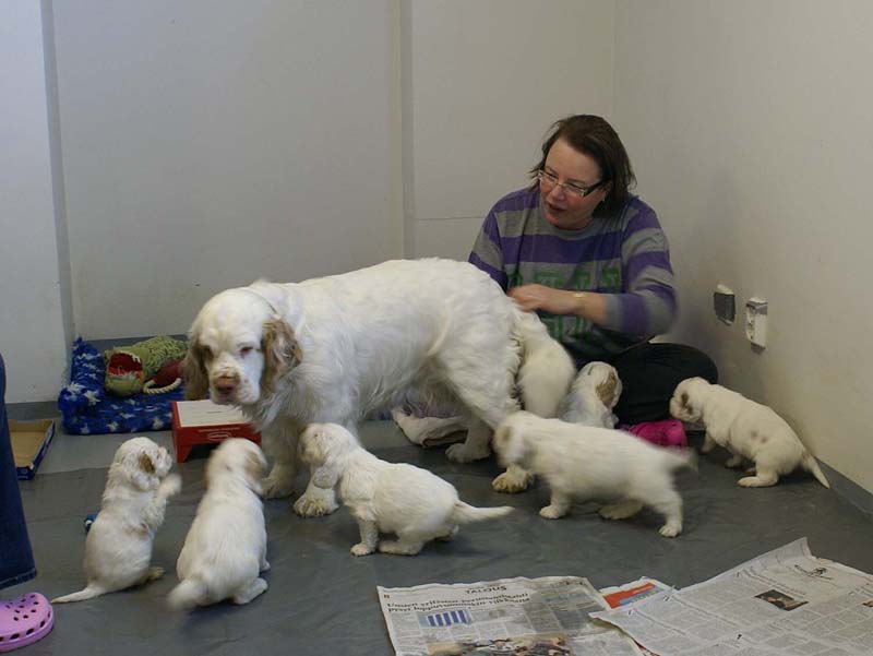 a_Windy_Fraser_puppies_5weeks_d