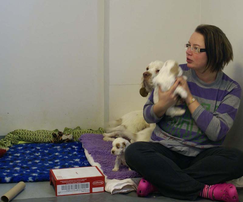 a_Windy_Fraser_puppies_5weeks_e