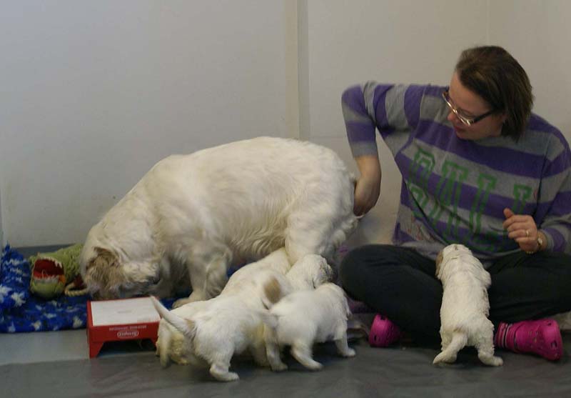 a_Windy_Fraser_puppies_5weeks_f