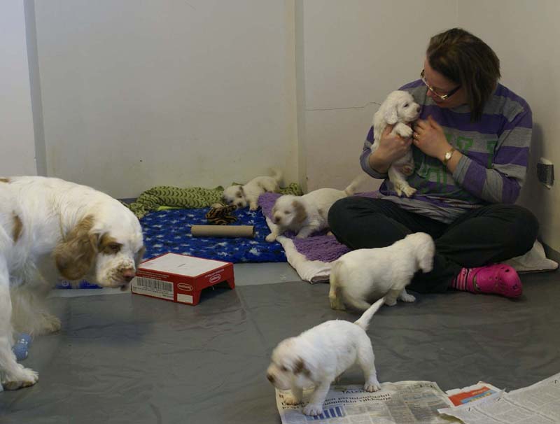 a_Windy_Fraser_puppies_5weeks_j