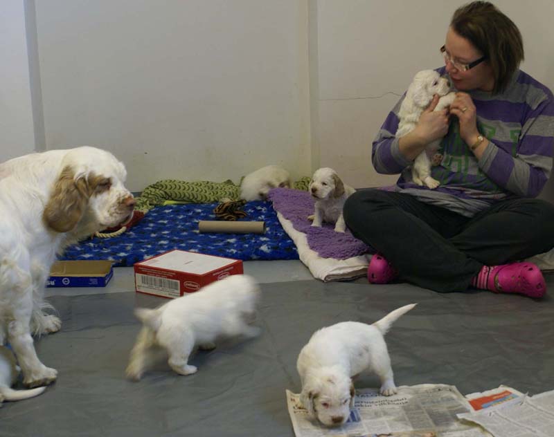 a_Windy_Fraser_puppies_5weeks_k