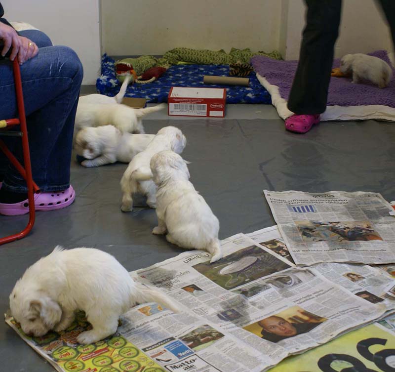 a_Windy_Fraser_puppies_5weeks_l