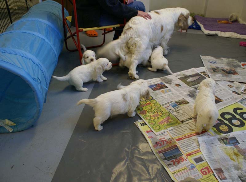 a_Windy_Fraser_puppies_5weeks_m