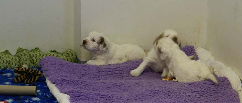 a_Windy_Fraser_puppies_5weeks_n