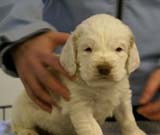 Spice_Twice_Queen_Guinevere_5weeks_e