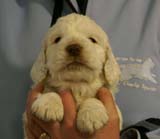 Spice_Twice_Sir_Bors_De_Ganis_5weeks_s